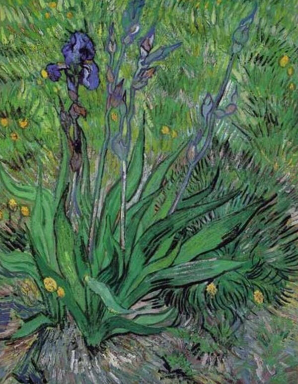 Os íris II – Van Gogh Vincent Van Gogh Artemis Reproduction