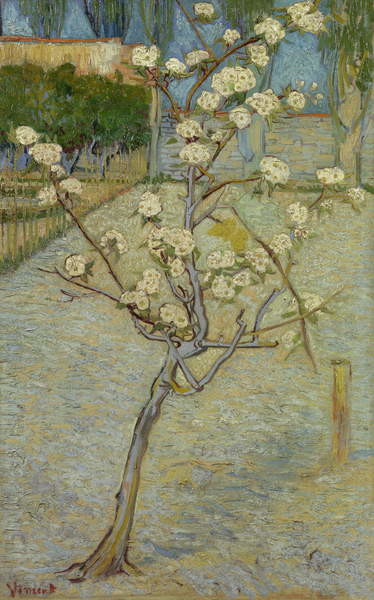 Pêra em flor – Van Gogh Vincent Van Gogh Artemis Reproduction